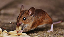 24 Hour & Emergency Exterminators in Norrisville, MD